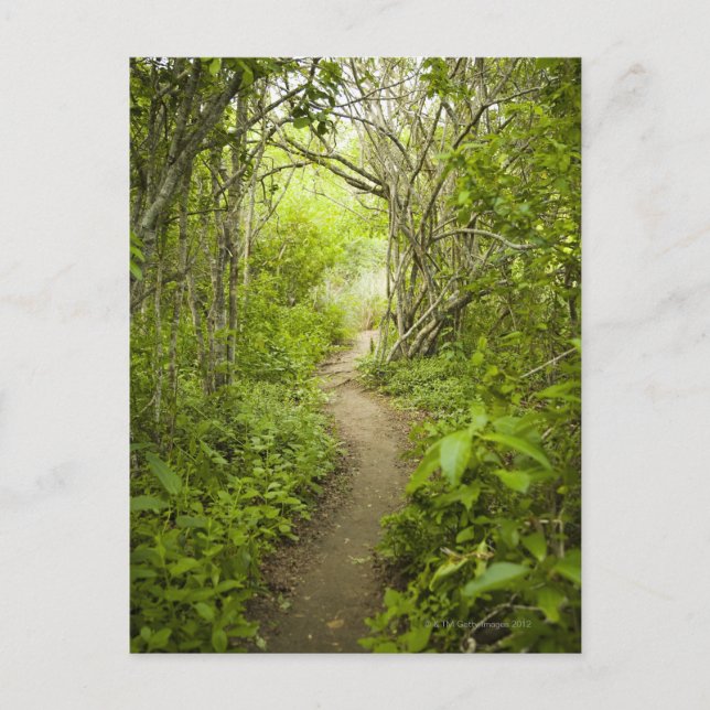 Postal Ruta a través del bosque (Anverso)