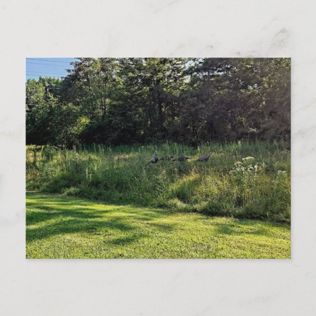 Postal Ruta de acceso de Oakwoods Metropark Turquía (Anverso)