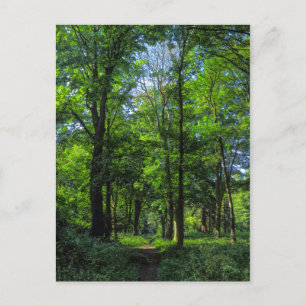 Postal Ruta de Woodland. Bosque de Blackweir, Cardiff, Ga