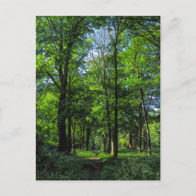 Postal Ruta de Woodland. Bosque de Blackweir, Cardiff, Ga (Anverso)