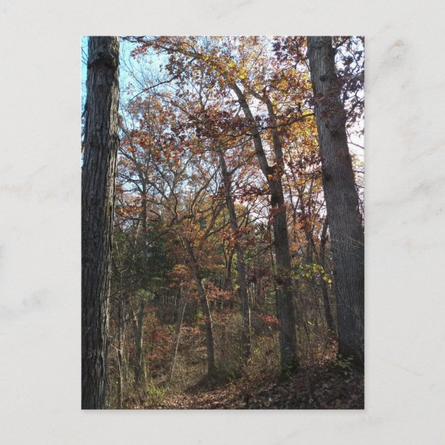 Postal Ruta del bosque (Anverso)