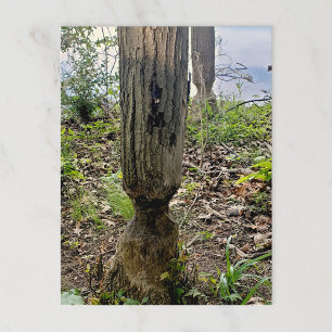 Postal Ruta del castor del Metropark de Oakwoods
