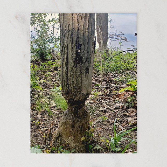 Postal Ruta del castor del Metropark de Oakwoods (Subido por el creador)