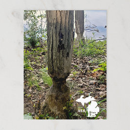 Postal Ruta del castor del Metropark de Oakwoods con logo