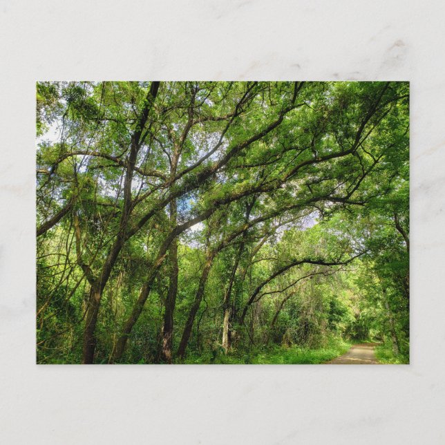 Postal Ruta del Lago Apopka Loop, Florida (Anverso)