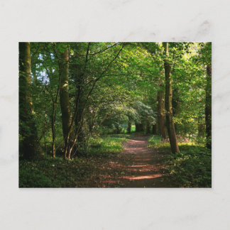 Postal Ruta en el bosque