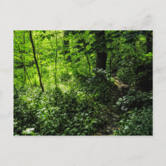 Postal Ruta en el bosque