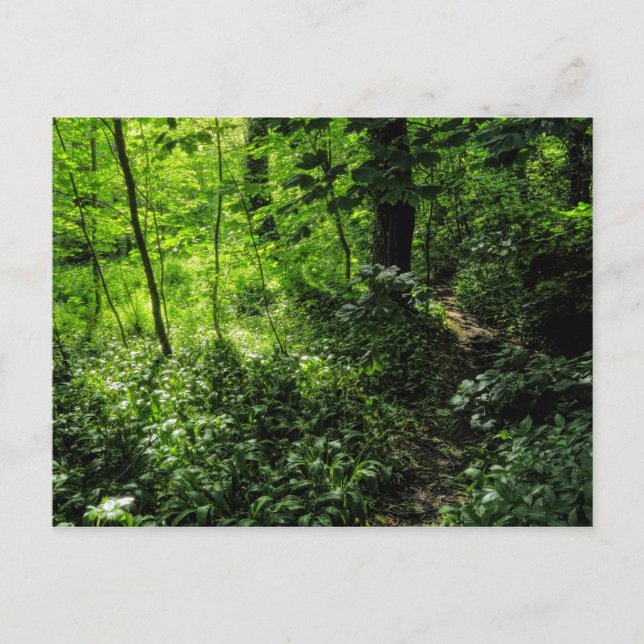 Postal Ruta en el bosque (Anverso)
