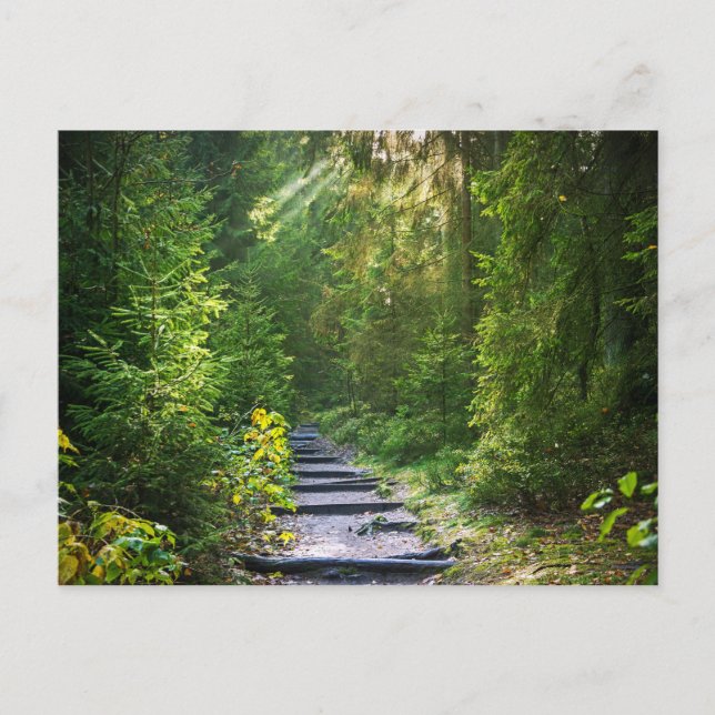 Postal Ruta forestal encantada 1 (Anverso)