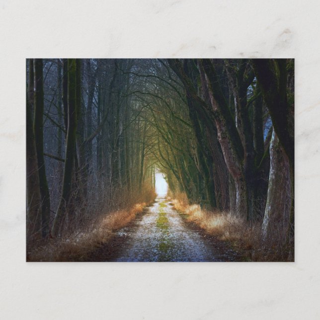 Postal Ruta forestal encantada 3 (Anverso)
