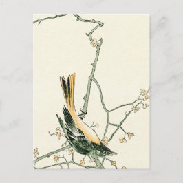 Postal Ruticilla aurorea en una rama de ciruela - Arte ja