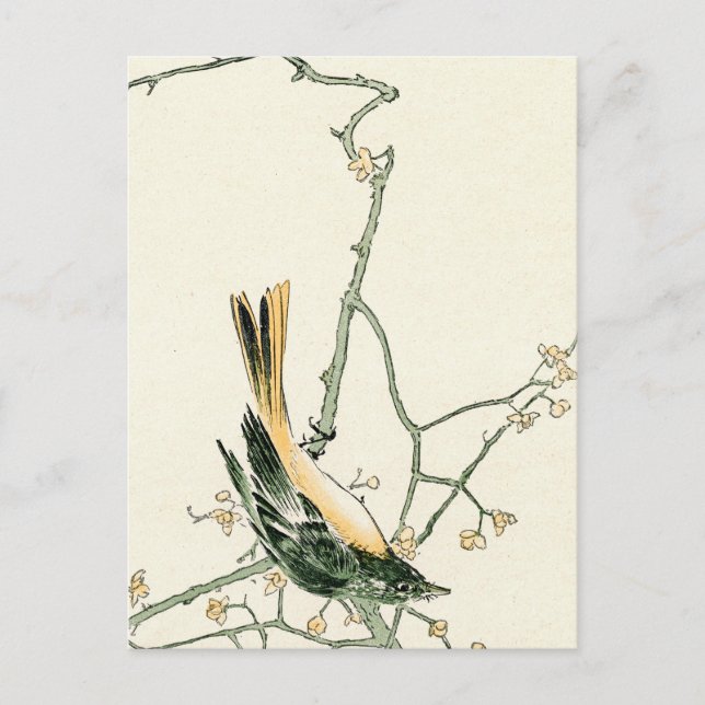 Postal Ruticilla aurorea en una rama de ciruela - Arte ja (Anverso)