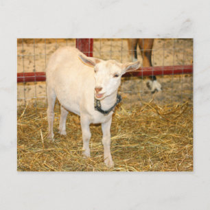 Postal Saanen doeling boca abierta de cabra