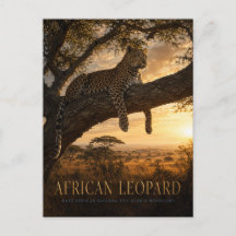 Sabana de acacia del leopardo africano ANIMALES