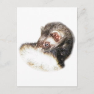 Postal Sable Ferret Picture