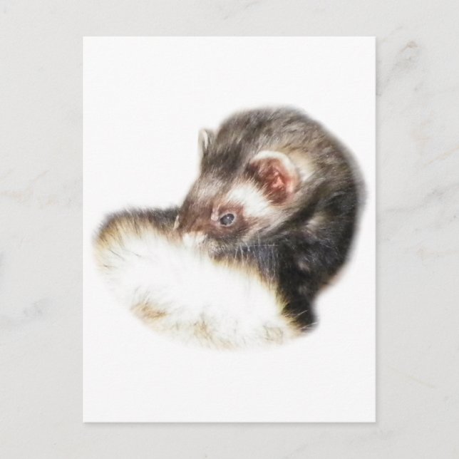 Postal Sable Ferret Picture (Anverso)