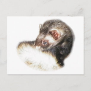 Postal Sable Ferret Picture