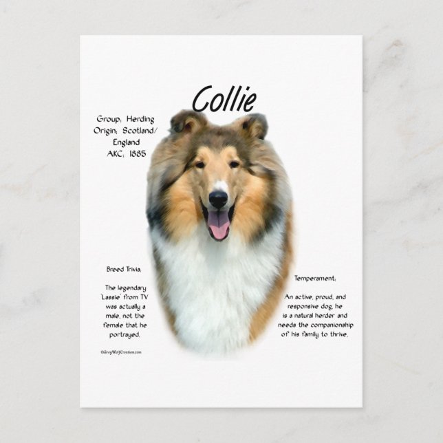 Postal Sable Rough Collie Conoce la raza (Anverso)