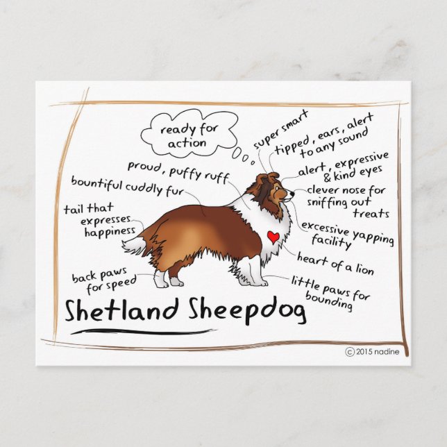 Postal Sable sheltie (Anverso)