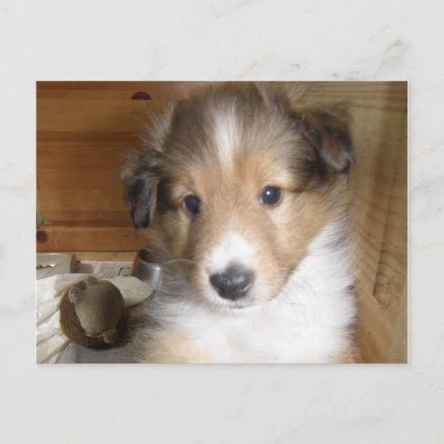Postal Sable Sheltie Pup (Anverso)