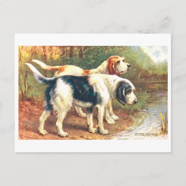 Postal Sabuesos de nutria vintage (Anverso)