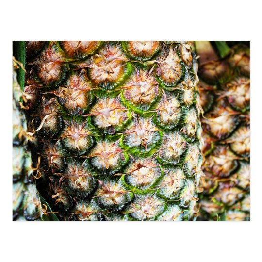 Postal Sacador tropical de la piña