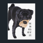 Postal Sacar a las mascotas de la vida<br><div class="desc">sacar grandes mordeduras de la vida pulverización negra con hueso</div>