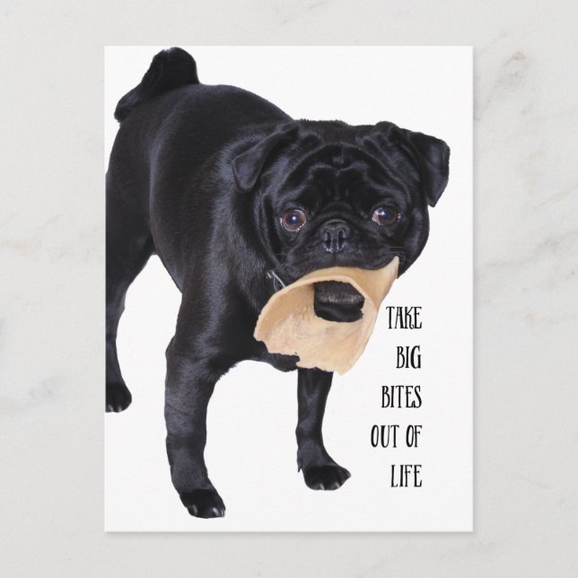 Postal Sacar a las mascotas de la vida (Anverso)