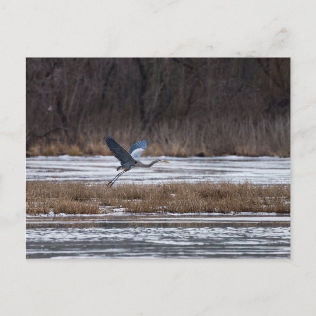 Postal Sacar Heron (Anverso)