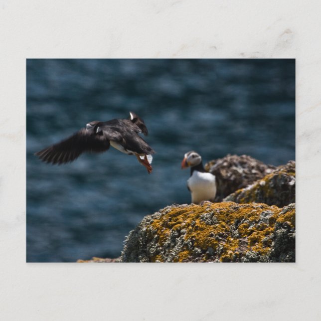 Postal Sacar Puffin (Anverso)