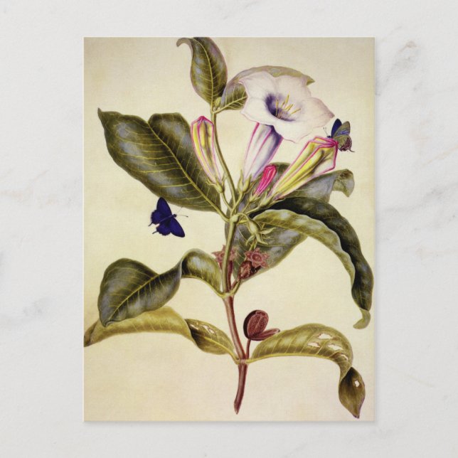 Postal  Sacred datura and blue butterfly  (Anverso)