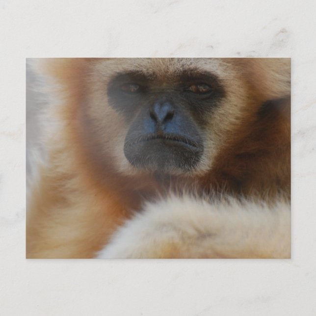 Postal Sad Gibbon Postcard (Anverso)