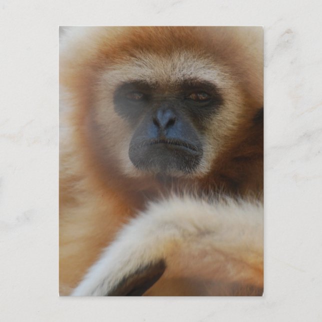 Postal Sad Gibbon Postcard (Anverso)