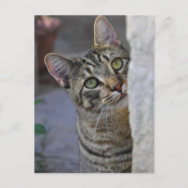 Postal Sad Kitty (gato bengalí) (Anverso)