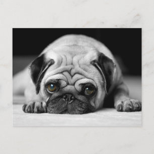 Postal Sad Pug