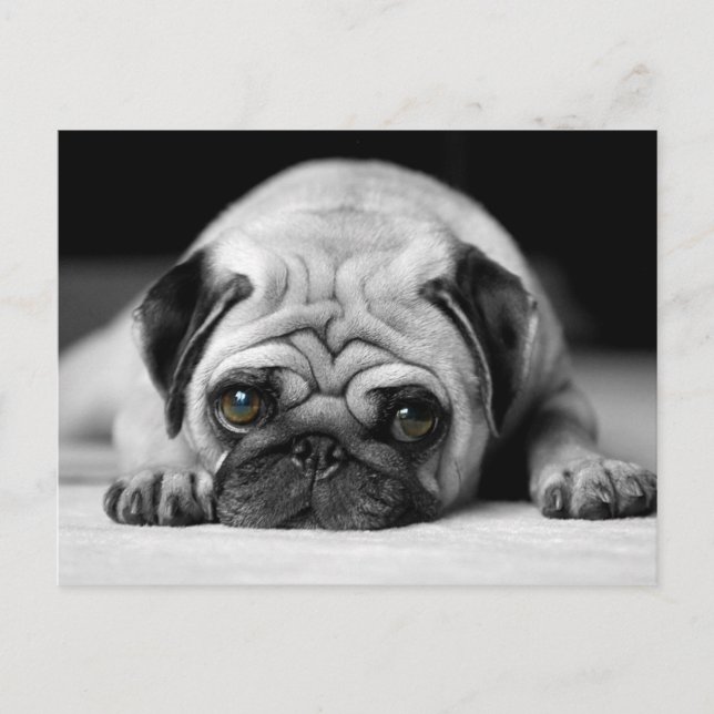 Postal Sad Pug (Anverso)
