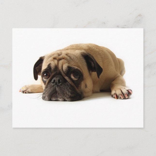 Postal Sad Pug (Anverso)