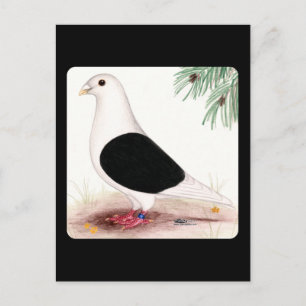 Postal Saddle Homer Pigeon