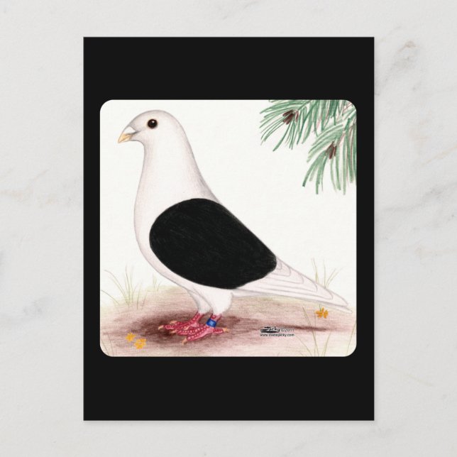 Postal Saddle Homer Pigeon (Anverso)