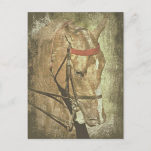Postal Saddlebred estadounidense
