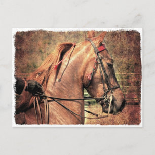Postal Saddlebred estadounidense