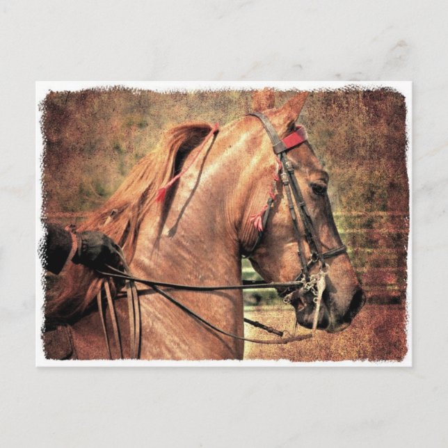 Postal Saddlebred estadounidense (Anverso)