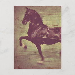 Postal Saddlebred Song