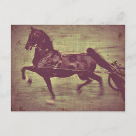 Postal Saddlebred Song