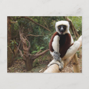 Postal Safaki Lemur, vida silvestre de Madagascar