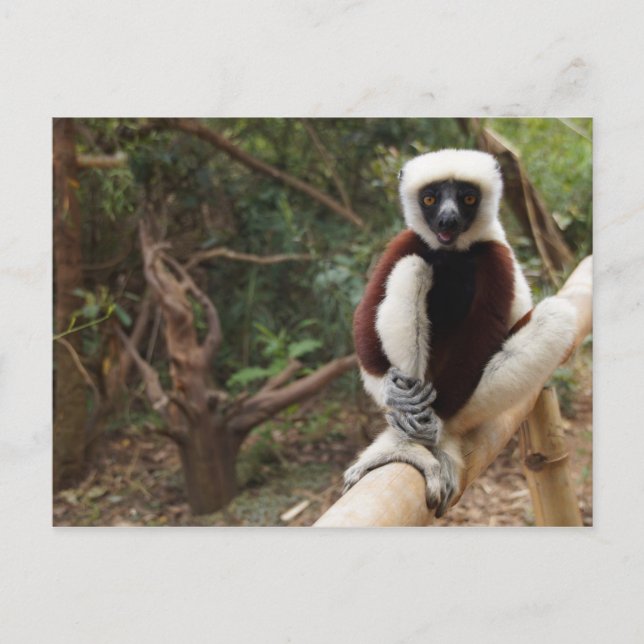 Postal Safaki Lemur, vida silvestre de Madagascar (Anverso)