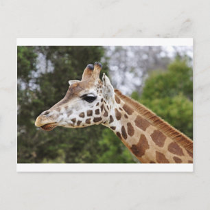Postal Safari Africa Mod Moda Destiny Giraffe
