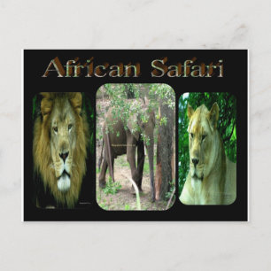 Postal Safari africano