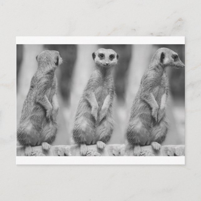Postal Safari Cute African Classy Suricate Meerkat (Anverso)