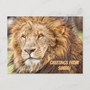Postal Safari de Lion